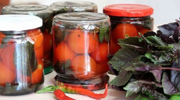 Маринованные помидоры с базиликом на зиму